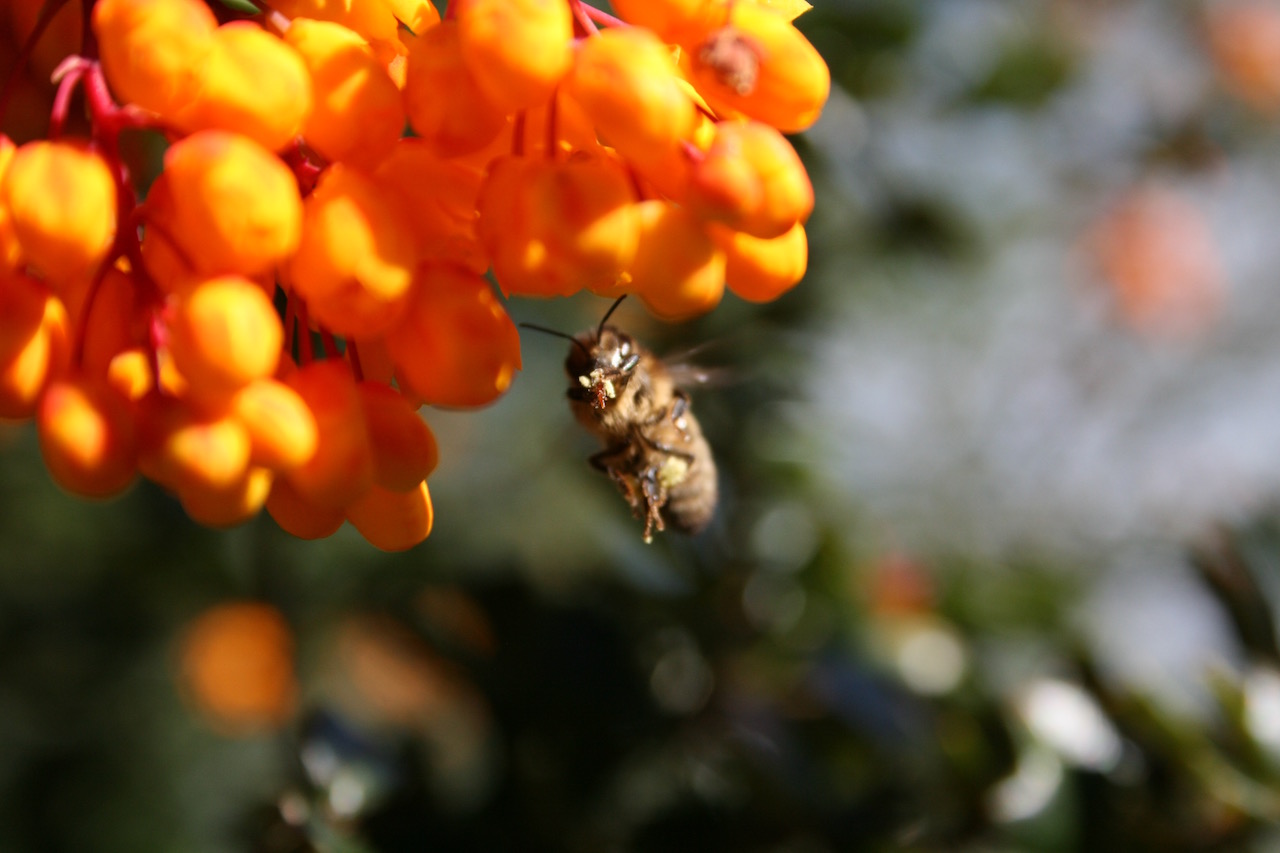 Berberis and hovering honey bee with pollen