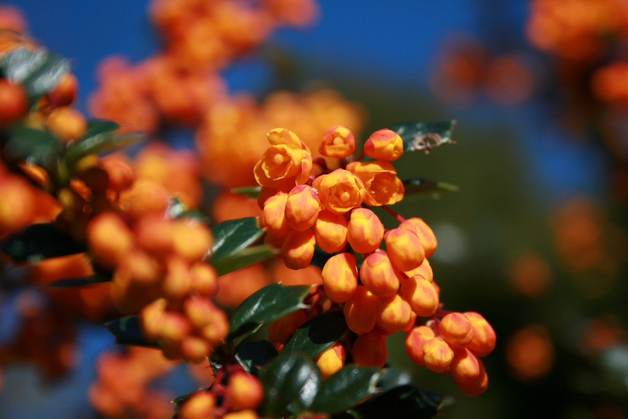 Berberis darwinii dripping with nectar for bees