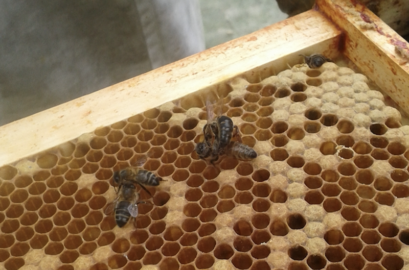 Queen bees fighting