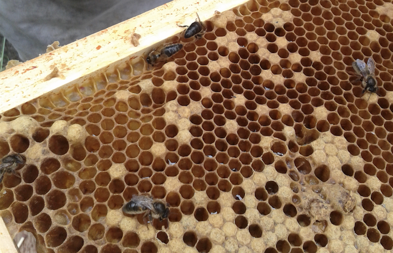 Five queen bees on the same frame