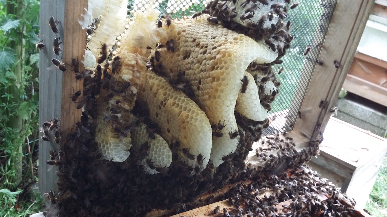 Capped honey bee brood under the Varroa floor