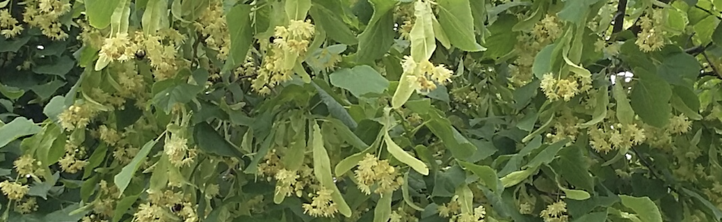 Lime (Tilia) in flower