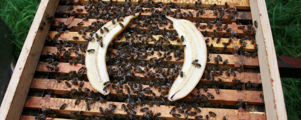 banana chalkbrood method