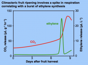 Banana ethylene spike