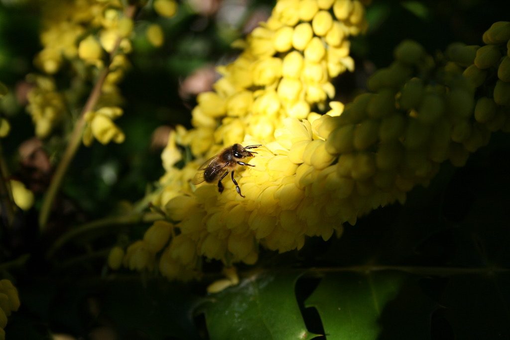 Honey bee enjoying the Mahonia