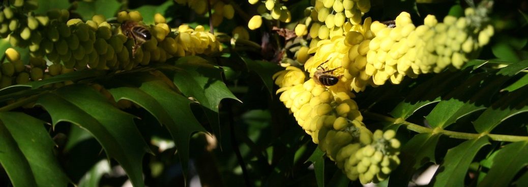 Mahonia with bees