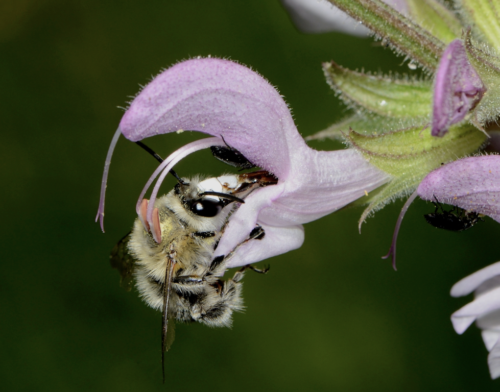 Bee pollination of Salvia pratensis or Meadow sage