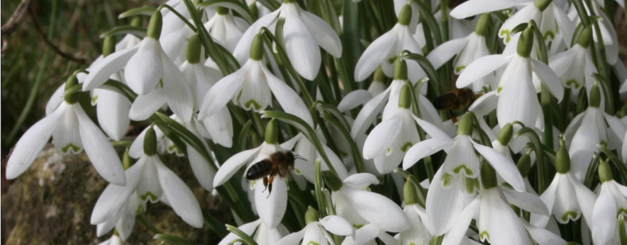 Bees and snowdrops