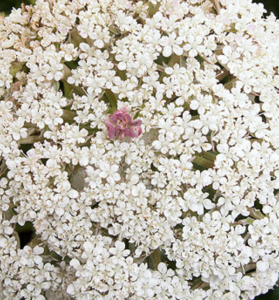 wild carrot