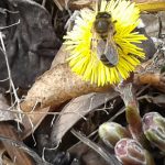 Honey bee visiting Coltsfoot (Tussilago farfara) note yellow pollen loads