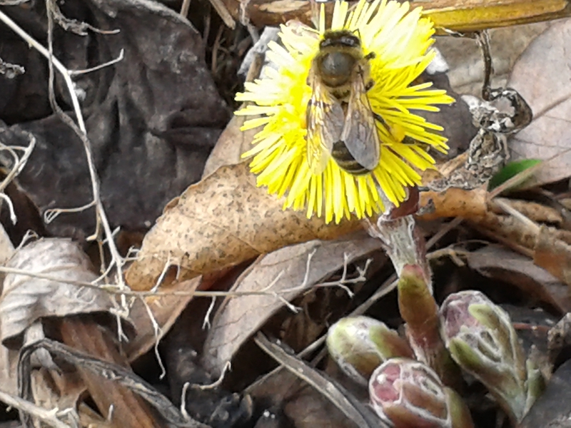 Honey bee visiting Coltsfoot (Tussilago farfara) note yellow pollen loads