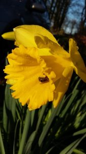 Yellow Daffodil Pollen