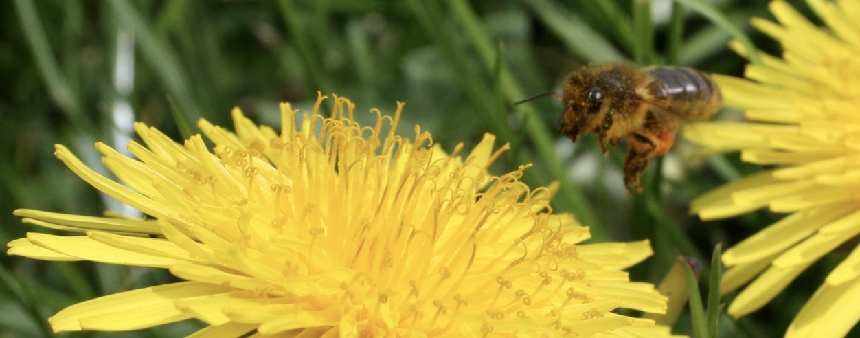 Honey Bee on Dandelion - Taraxacum spp