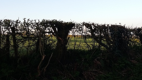 Badly cut hedge