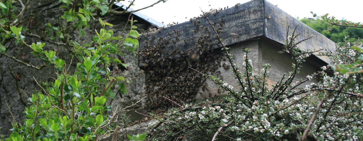 Catcher hive on a 5ft post