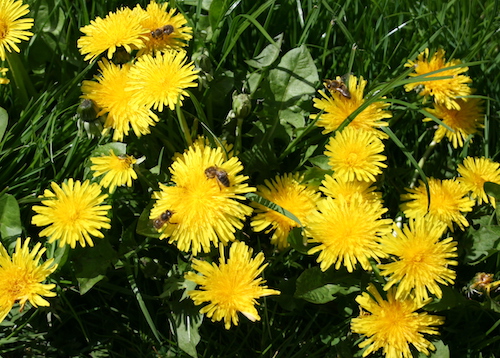 Flowering Dandelions for pollinators