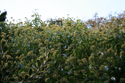 Flowering ivy for pollinators