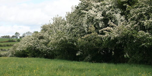 Flowering hawthorn hedge