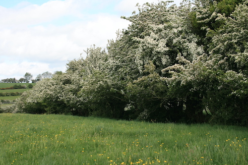 Flowering hawthorn hedge