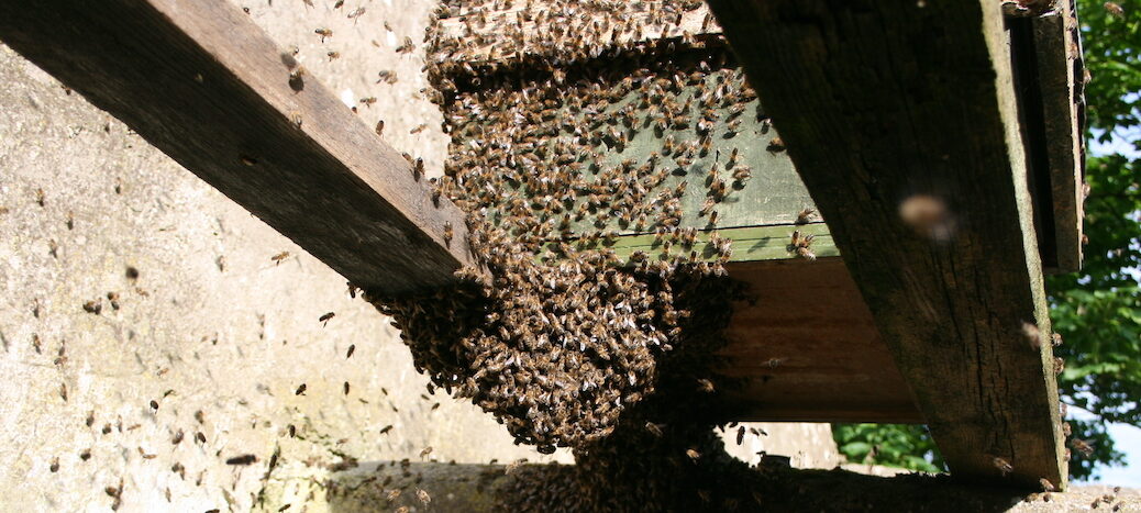 Swarm heading into catcher hive