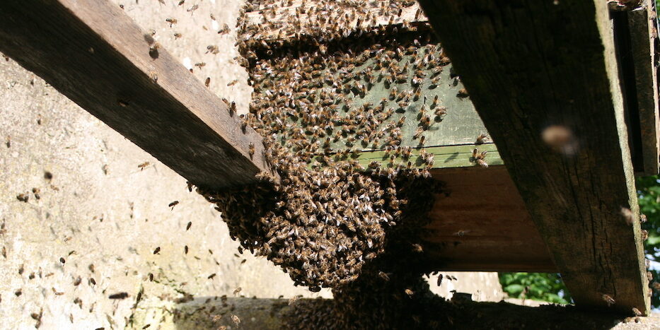 Swarm heading into catcher hive