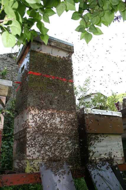 Swarming hive